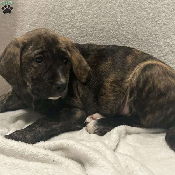 Mimi, Golden Retriever Mix Puppy